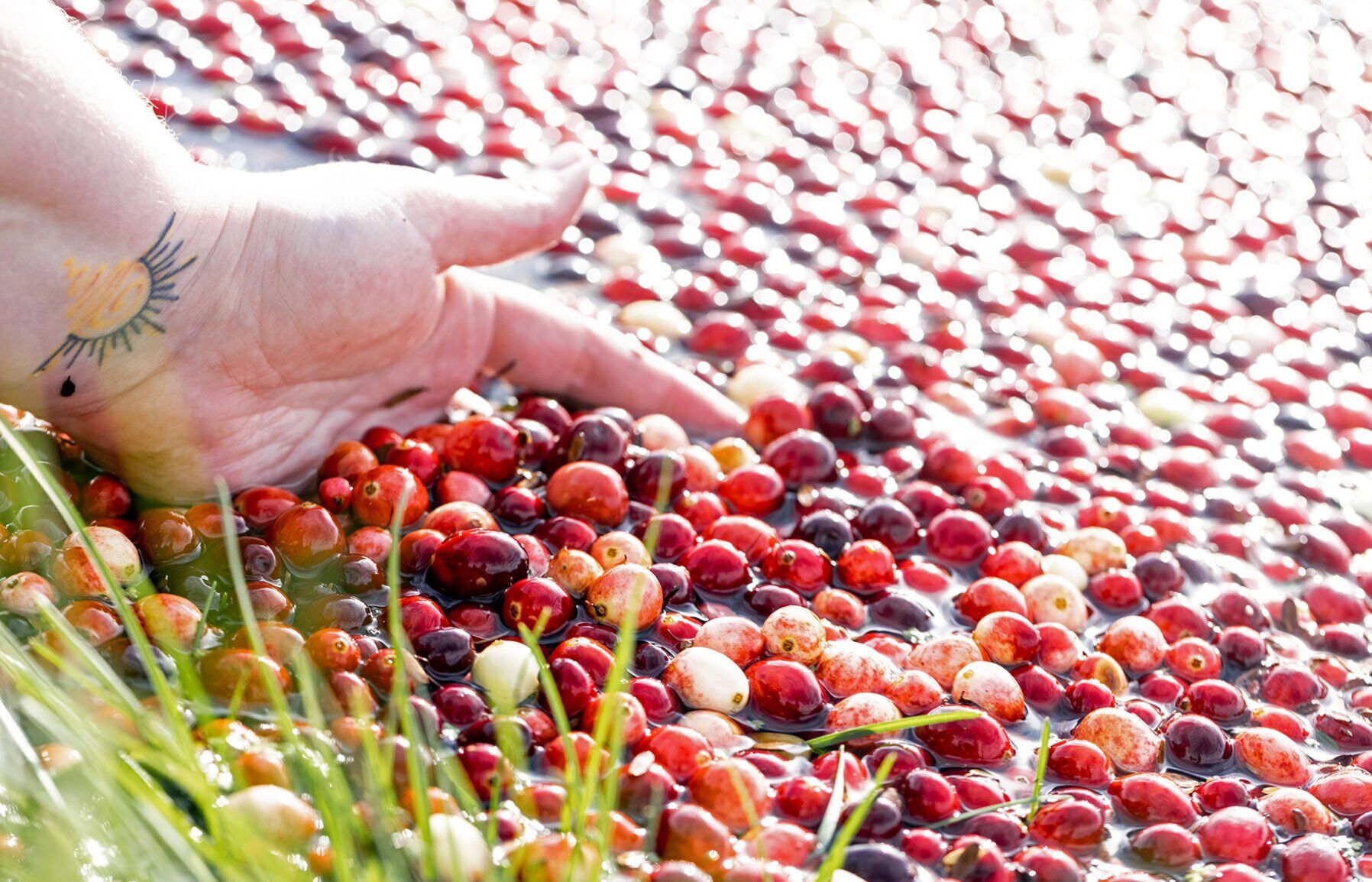 Cranberries in bog